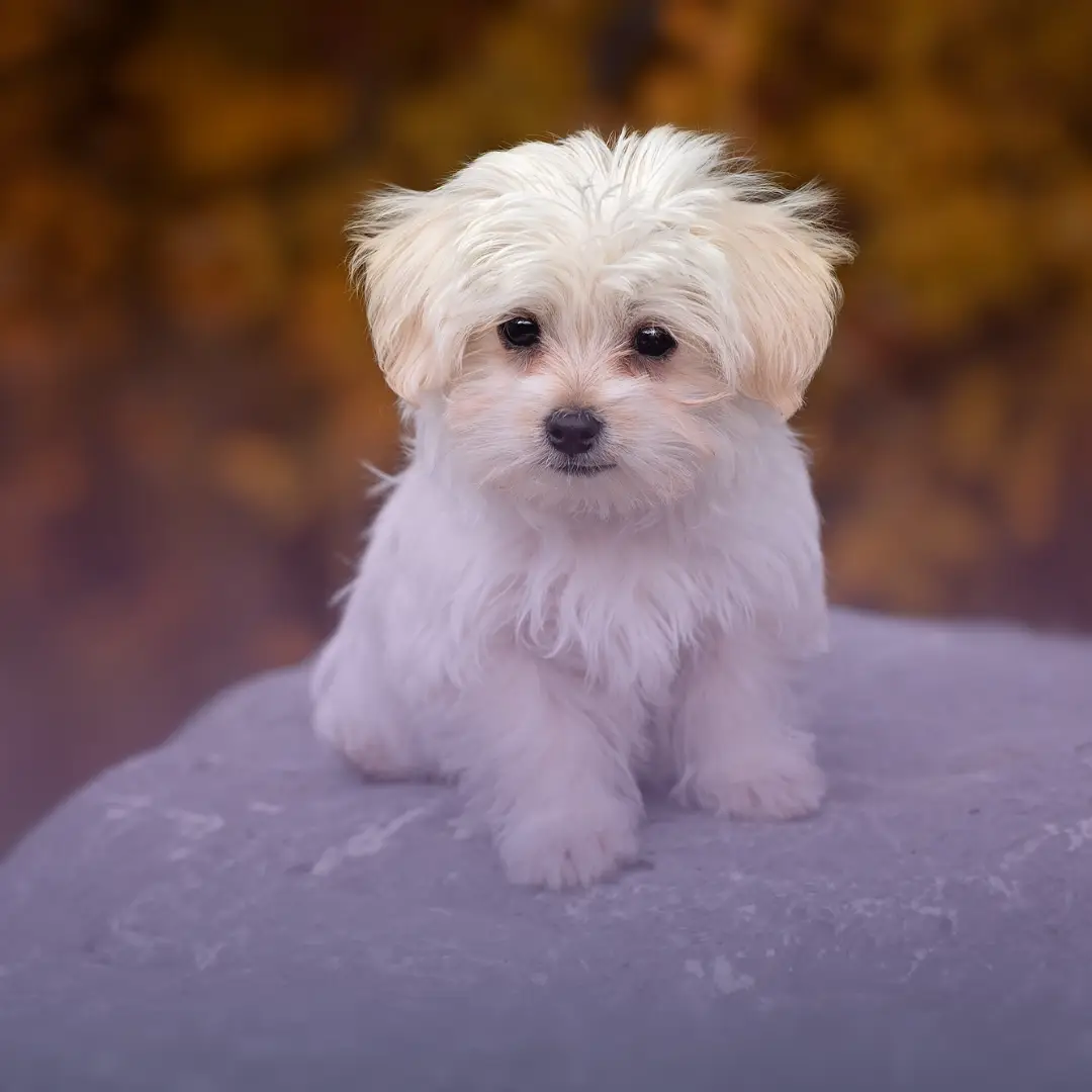 Is it permissible to keep dogs as pets?