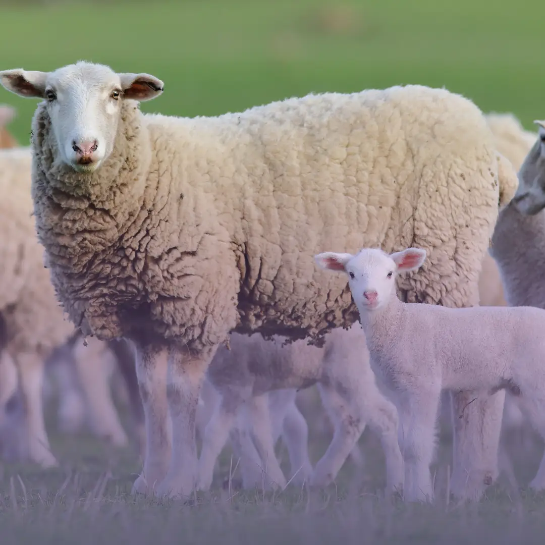Can Animal Sacrifice (Qurbani) at Hajj be substituted with another offering?